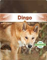 Australian Animals: Dingo