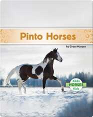 Pinto Horses