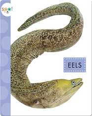 Ocean Animals: Eels