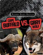 Bizarre Beast Battles: Cape Buffalo vs. Gray Wolf