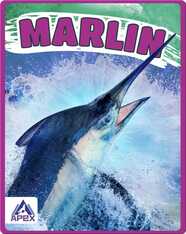 Giants of the Sea: Marlin