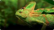 AnimalFanPedia: Reptiles