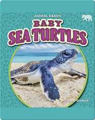 Animal Babies: Baby Sea Turtles