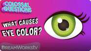 Colossal Questions: Why Are There Different Eye Colors?
