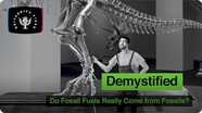 Demystified: Do Fossil Fuels Really Come from Fossils?