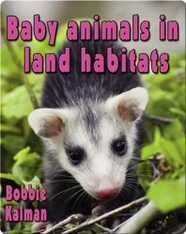 Baby Animals in Land Habitats