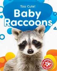 Too Cute!: Baby Raccoons
