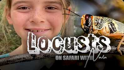 On Safari With Nala: Locusts book