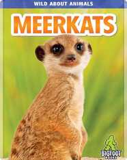 Wild About Animals: Meerkats
