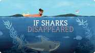 If Sharks Disappeared
