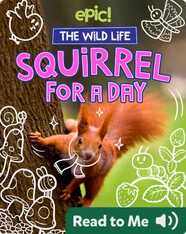 The Wild Life: Squirrel for a Day