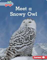 Meet a Snowy Owl