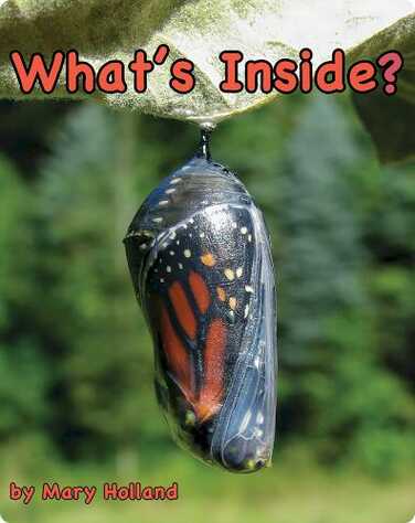 What's Inside? book