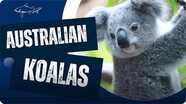 Why Are Koalas Special?
