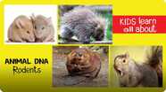 Animal DNA - Rodents