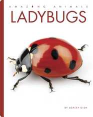 Ladybugs