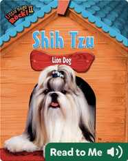 Shih Tzu: Lion Dog