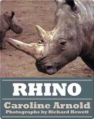 Rhino