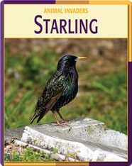 Animal Invaders: Starling