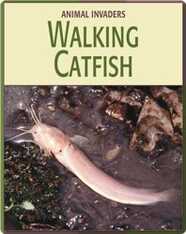 Animal Invaders: Walking Catfish