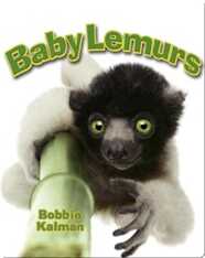 Baby Lemurs