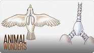Why and How Parrots Talk