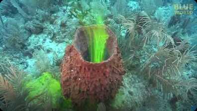 Amazing footage of sponges pumping! book