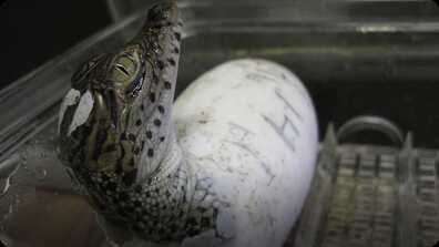 Rare Baby Crocs Born at National Zoo book