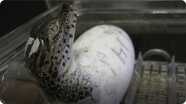 Rare Baby Crocs Born at National Zoo