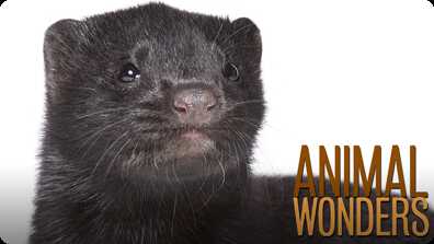 Mink Rescue! book