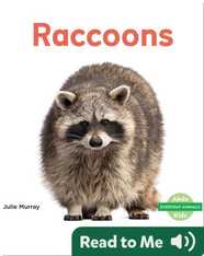 Raccoons