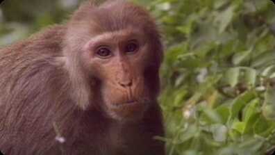 Biology: Understanding Animal Behavior book