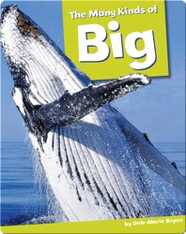 The Many Kinds Of Big