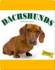 Dachshunds