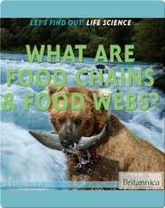 What Are Food Chains & Food Webs?