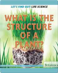 What Is the Structure of a Plant?