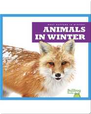 What Happens In Winter? Animals In Winter