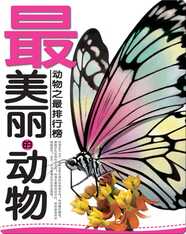 最美丽的动物