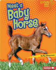 Meet a Baby Horse
