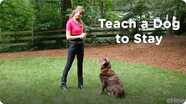 Learning the Stay Cue | Teacher's Pet With Victoria Stilwell