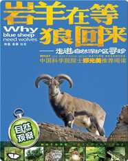 岩羊在等狼：走进自然保护区寻珍
