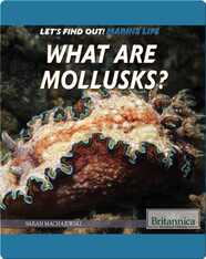 What Are Mollusks?