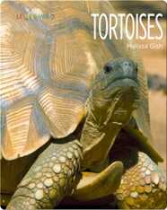 Tortoises