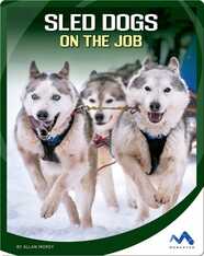 Sled Dogs on the Job