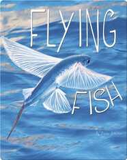 Flying Fish