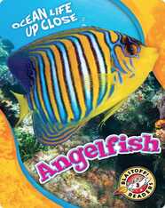 Ocean Life Up Close: Angelfish