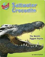 Saltwater Crocodile: The World's Biggest Reptile