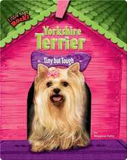 Yorkshire Terrier: Tiny but Tough