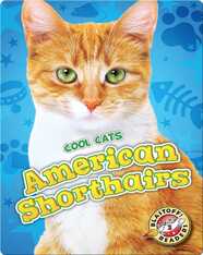 American Shorthairs