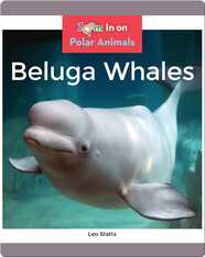 Beluga Whales